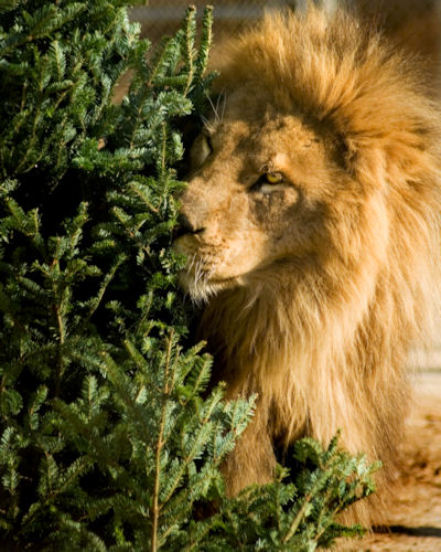 picking the perfect tree!