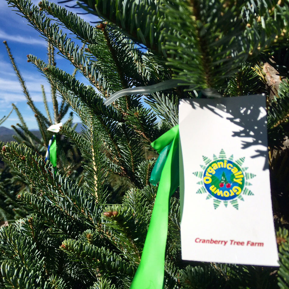 pick the perfect tree!