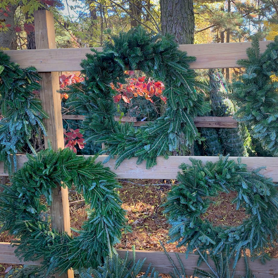 picking the perfect tree!